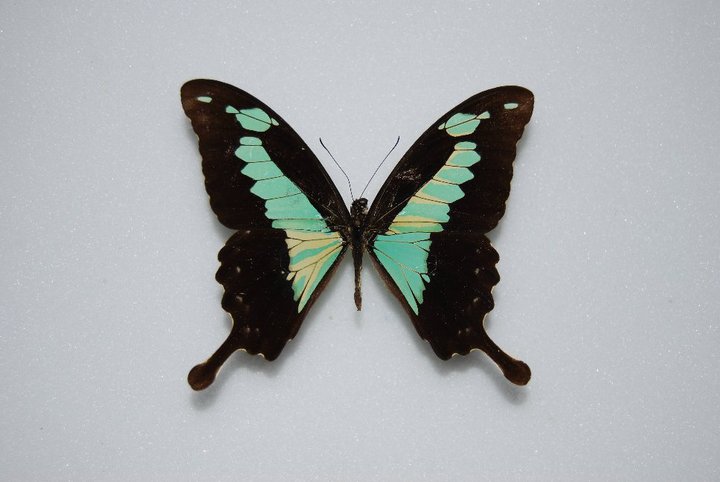 Papilio phorcas gynandromorphe mozaique (Internet Image property of respective owner, non-commercial use only)